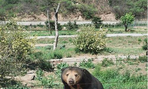 去八达岭野生动物园攻略_去八达岭野生动物园攻略路线