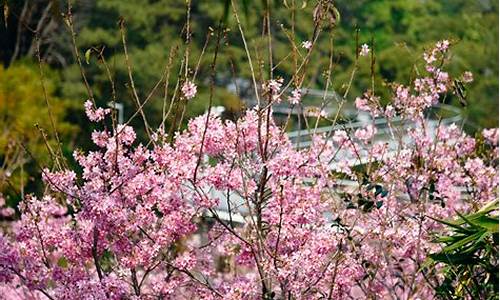 狐尾山公园樱花谷要门票吗_狐尾山公园樱花谷在哪里