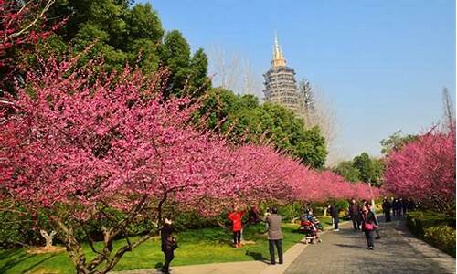 红梅公园梅花节_常州红梅公园梅花节