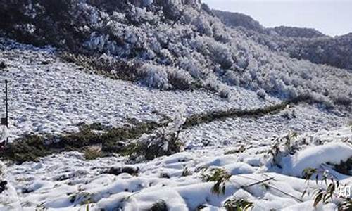 重庆到金佛山路线怎么走的呀啊_重庆到金佛山路线怎么走的呀啊多少钱